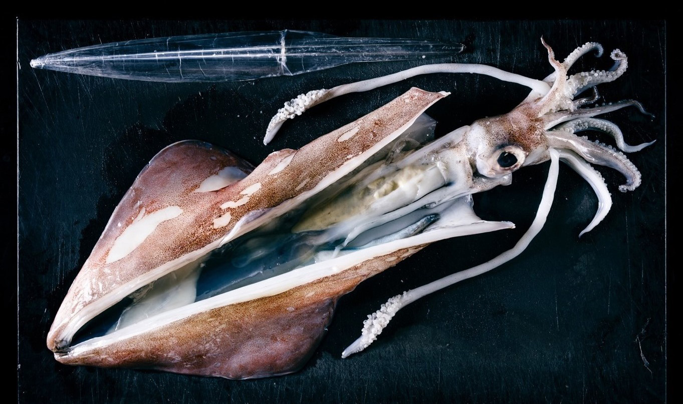 Головоногие моллюски гигантский кальмар